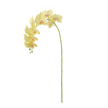 Load image into Gallery viewer, PHALAENOPSIS ORCHID STEMS 28" ST/4
