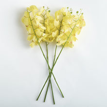 Load image into Gallery viewer, PHALAENOPSIS ORCHID STEMS 28" ST/4
