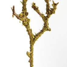 Load image into Gallery viewer, LICHEN BRANCHES 17", SET OF 6
