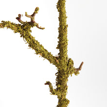 Load image into Gallery viewer, LICHEN BRANCHES 28", SET OF 2
