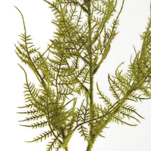 Load image into Gallery viewer, PLUMOSA STEMS, SET OF 6
