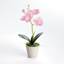 Load image into Gallery viewer, MINI PHALAENOPSIS ORCHIDS POTTED 9", SET OF 4
