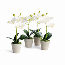 Load image into Gallery viewer, MINI PHALAENOPSIS ORCHIDS POTTED 9", SET OF 4
