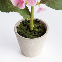 Load image into Gallery viewer, MINI HYDRANGEA POTTED 8", SET OF 4
