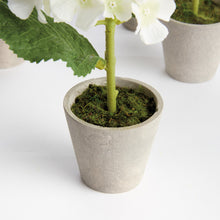 Load image into Gallery viewer, MINI HYDRANGEA POTTED 8", SET OF 4
