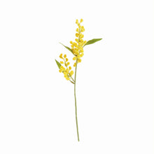 Load image into Gallery viewer, MIMOSA CUTTINGS 11", SET OF 12
