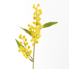 Load image into Gallery viewer, MIMOSA CUTTINGS 11", SET OF 12
