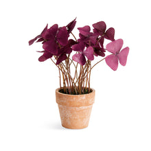 Load image into Gallery viewer, MINI OXALIS POTTED DROP-IN 7" ST/4
