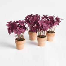 Load image into Gallery viewer, MINI OXALIS POTTED DROP-IN 7" ST/4
