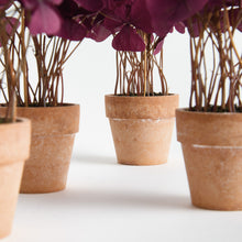 Load image into Gallery viewer, MINI OXALIS POTTED DROP-IN 7" ST/4
