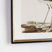 Load image into Gallery viewer, WANDERING BIRDS STUDY, SET OF 3
