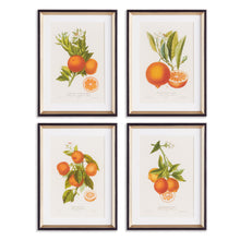 Load image into Gallery viewer, CITRUS CUTTINGS STUDY, SET OF 4
