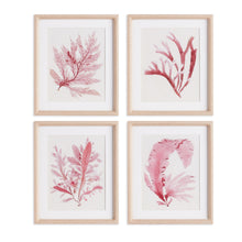 Load image into Gallery viewer, WATERCOLOR SEAWEED PRINTS, SET OF 4
