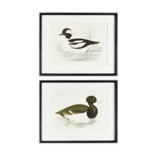 Load image into Gallery viewer, WADING DUCK PRINTS ST/2
