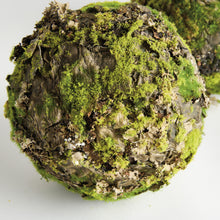 Load image into Gallery viewer, MOSSY LICHEN ORBS 8" ST/2

