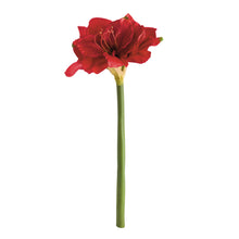 Load image into Gallery viewer, AMARYLLIS STEMS ST/2
