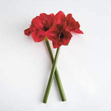 Load image into Gallery viewer, AMARYLLIS STEMS ST/2
