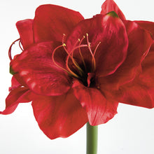 Load image into Gallery viewer, AMARYLLIS STEMS ST/2
