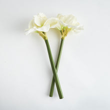 Load image into Gallery viewer, AMARYLLIS STEMS ST/2

