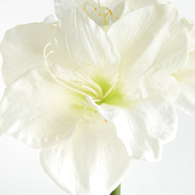 Load image into Gallery viewer, AMARYLLIS STEMS ST/2
