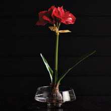 Load image into Gallery viewer, AMARYLLIS BULB ST/2
