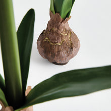 Load image into Gallery viewer, AMARYLLIS BULB ST/2
