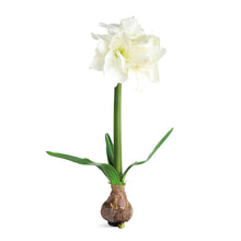 Load image into Gallery viewer, AMARYLLIS BULB ST/2
