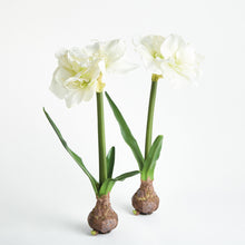 Load image into Gallery viewer, AMARYLLIS BULB ST/2
