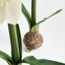 Load image into Gallery viewer, AMARYLLIS BULB ST/2
