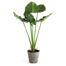 Load image into Gallery viewer, ALOCASIA POTTED 42"
