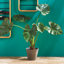 Load image into Gallery viewer, ALOCASIA POTTED 42"
