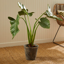 Load image into Gallery viewer, ALOCASIA POTTED 42"
