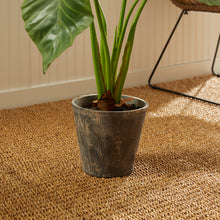 Load image into Gallery viewer, ALOCASIA POTTED 42"
