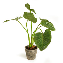 Load image into Gallery viewer, ALOCASIA POTTED 42"
