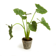 Load image into Gallery viewer, ALOCASIA POTTED 42"
