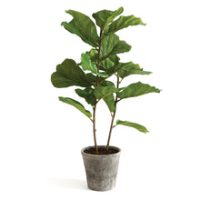 Load image into Gallery viewer, FIDDLE LEAF FIG POTTED 43"
