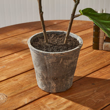 Load image into Gallery viewer, FIDDLE LEAF FIG POTTED 43"
