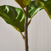 Load image into Gallery viewer, FIDDLE LEAF FIG POTTED 43"
