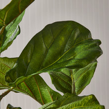 Load image into Gallery viewer, FIDDLE LEAF FIG POTTED 43"
