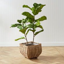Load image into Gallery viewer, FIDDLE LEAF FIG POTTED 43"
