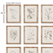 Load image into Gallery viewer, Botanical Illustrations, Set of 9
