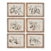 Load image into Gallery viewer, Fruit Bearing Branch Illustrations, Set of 6
