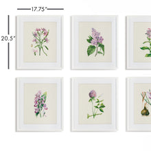 Load image into Gallery viewer, Flower Study Prints, Set of 6
