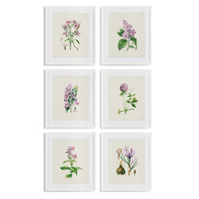 Load image into Gallery viewer, Flower Study Prints, Set of 6
