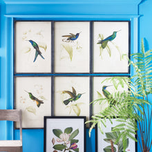 Load image into Gallery viewer, Hummingbird Prints, Set of 6
