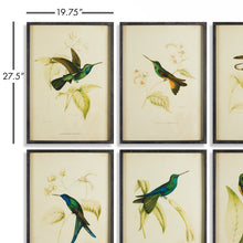 Load image into Gallery viewer, Hummingbird Prints, Set of 6
