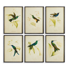 Load image into Gallery viewer, Hummingbird Prints, Set of 6
