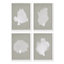 Load image into Gallery viewer, Coral Fans Study, Set of 4
