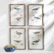 Load image into Gallery viewer, COASTAL BIRDS STUDY, SET OF 4
