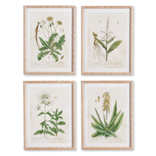 Load image into Gallery viewer, VINTAGE BOTANICAL STUDY, SET OF 4

